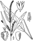 amaranth