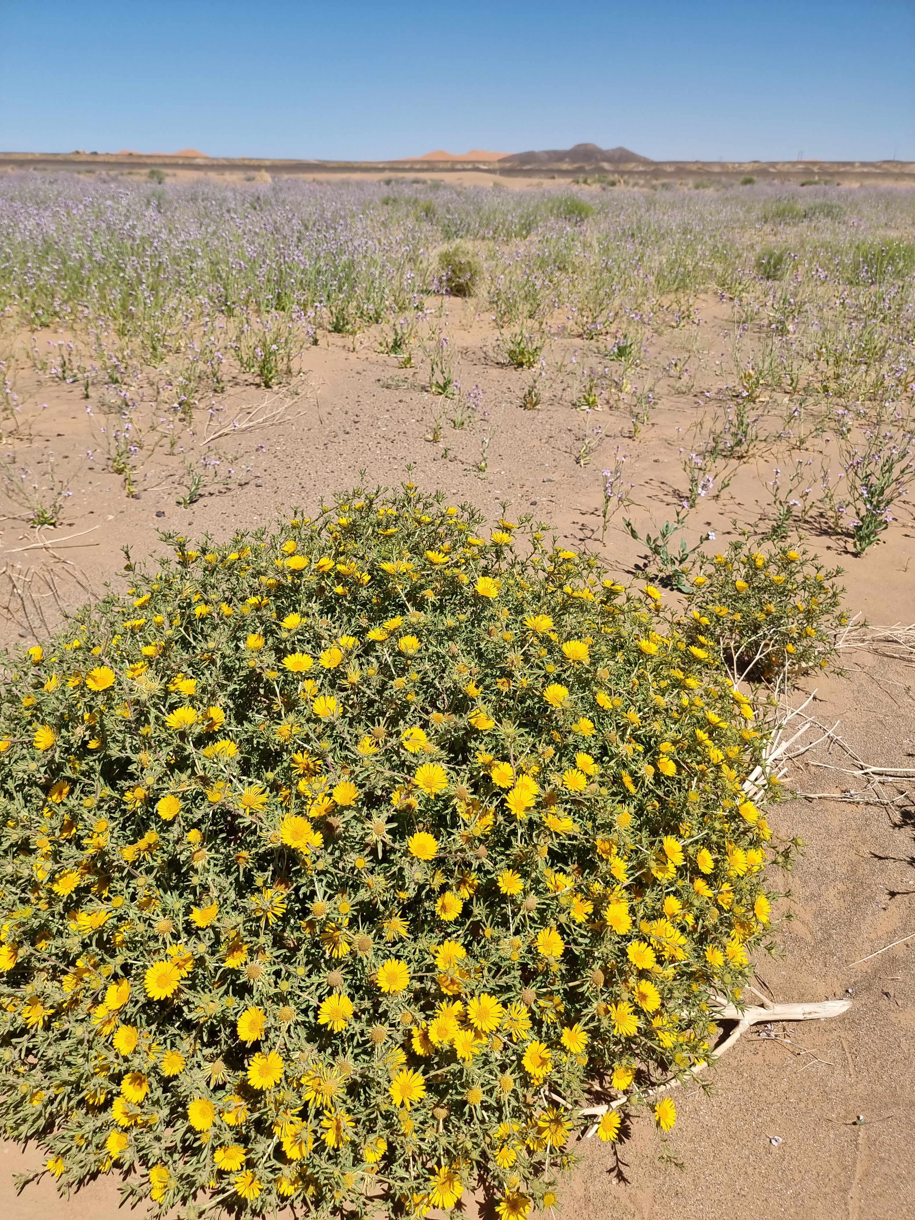 desert